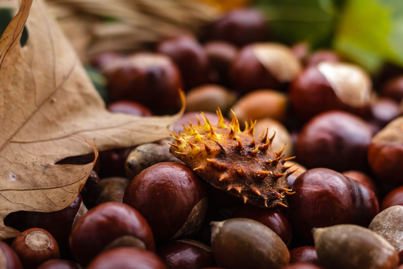 Canon EOS 7D + Canon EF 50mm F1.8 II sample photo. Castanea, chestnut, fruit photography