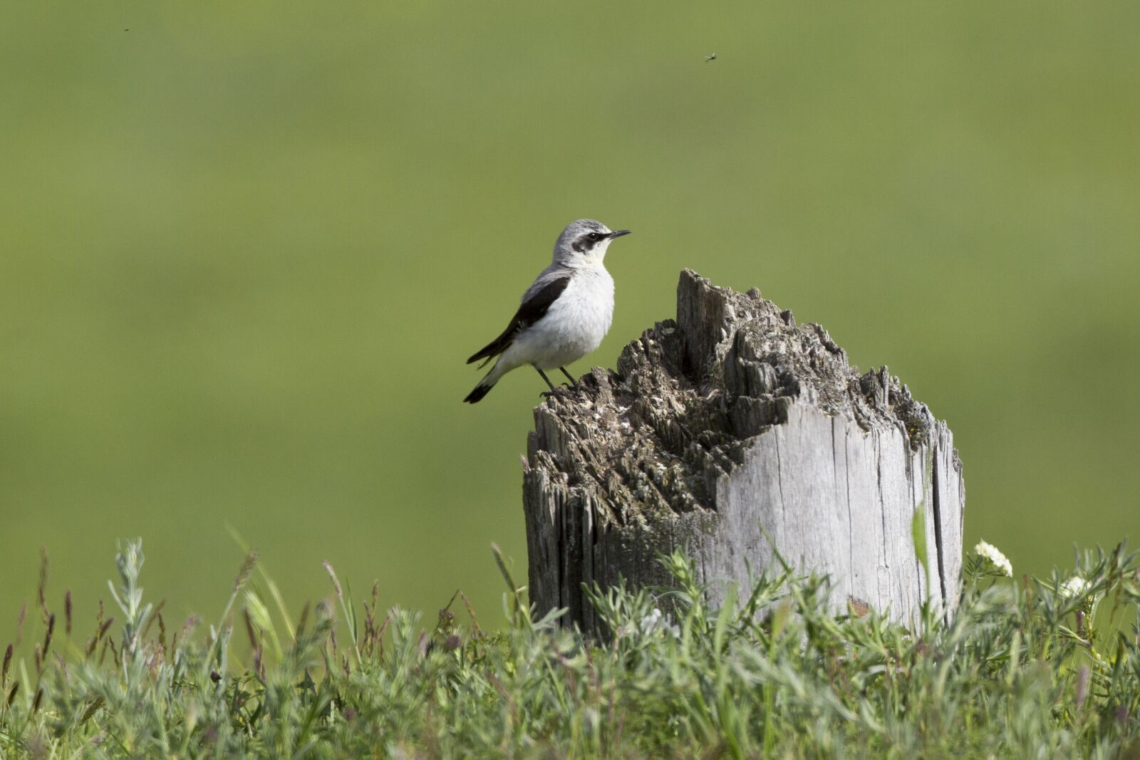 Canon EOS 5D Mark III sample photo. Wild birds, 朽木, meadow photography