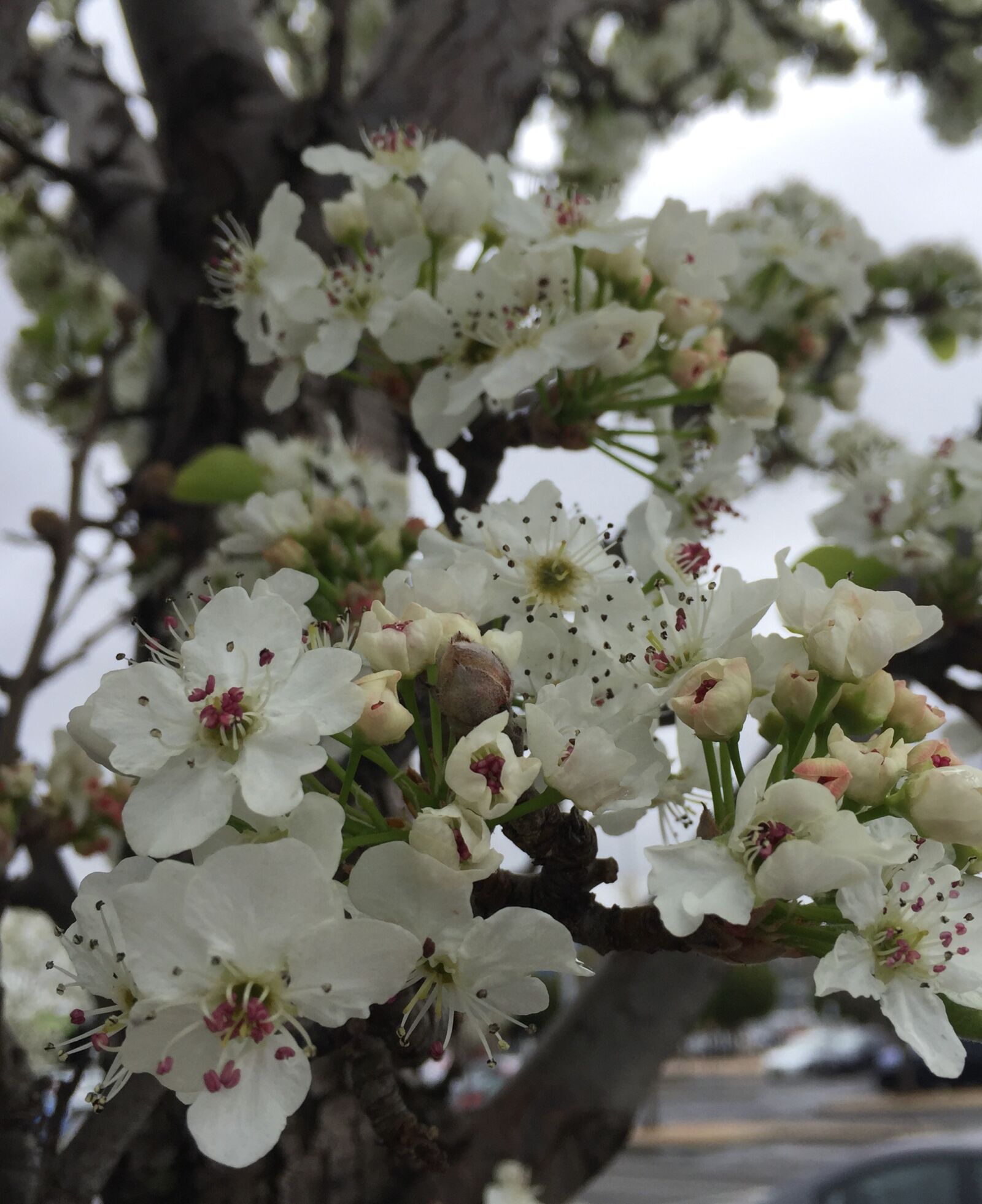 Apple iPhone 6 sample photo. Blossoms, spring, flowers photography
