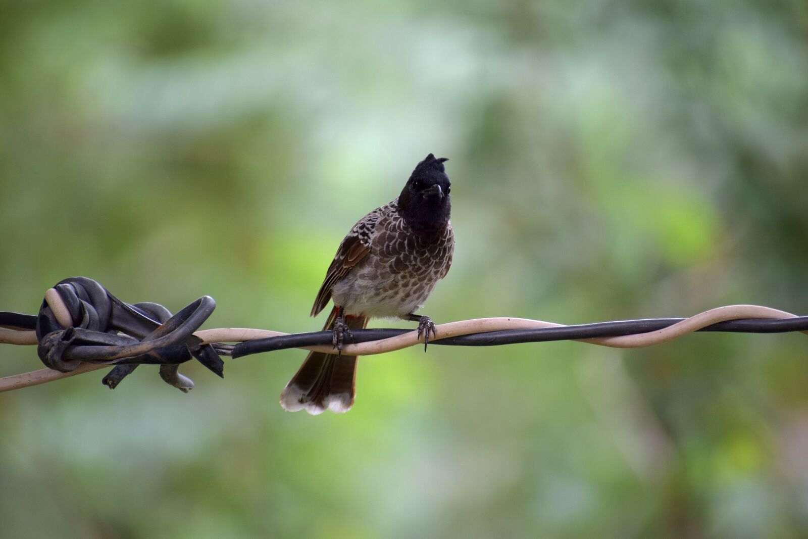 Nikon D3300 sample photo. Bird, nature, bulbul photography