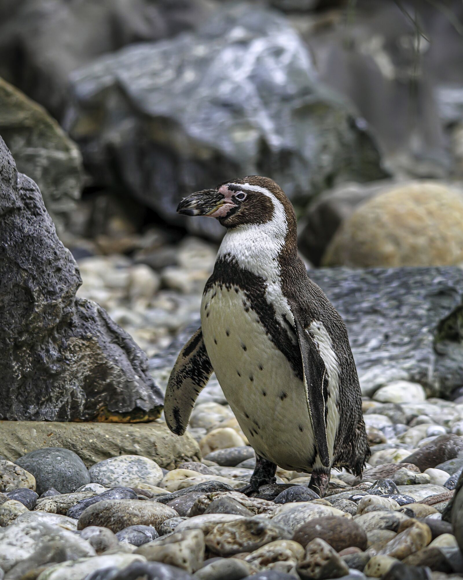 Canon EOS 500D (EOS Rebel T1i / EOS Kiss X3) sample photo. Penguin, immature, young photography