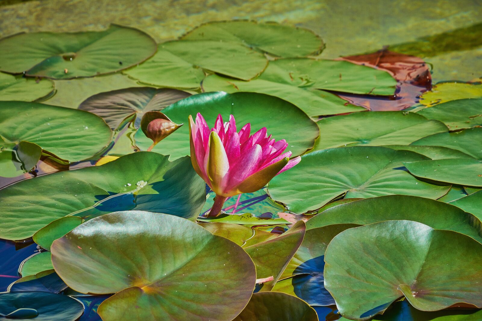 Nikon D7200 sample photo. Water lily, flower, water photography
