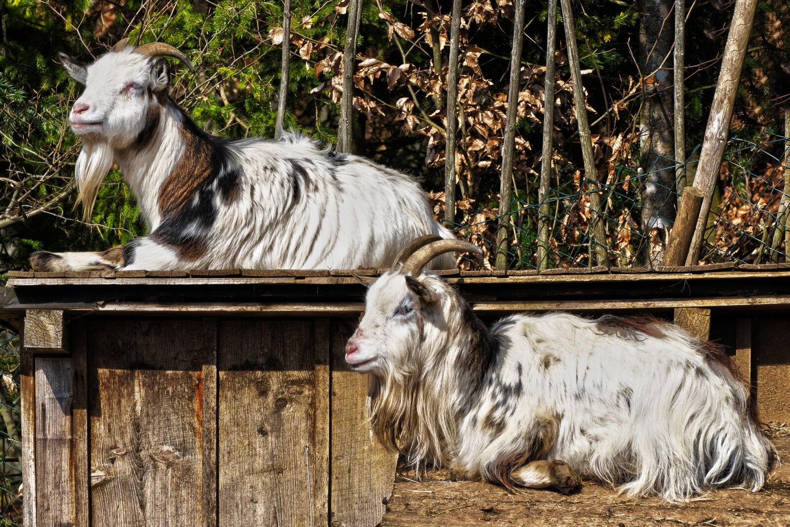 Panasonic Lumix DMC-FZ1000 sample photo. Goats, roof, lying photography