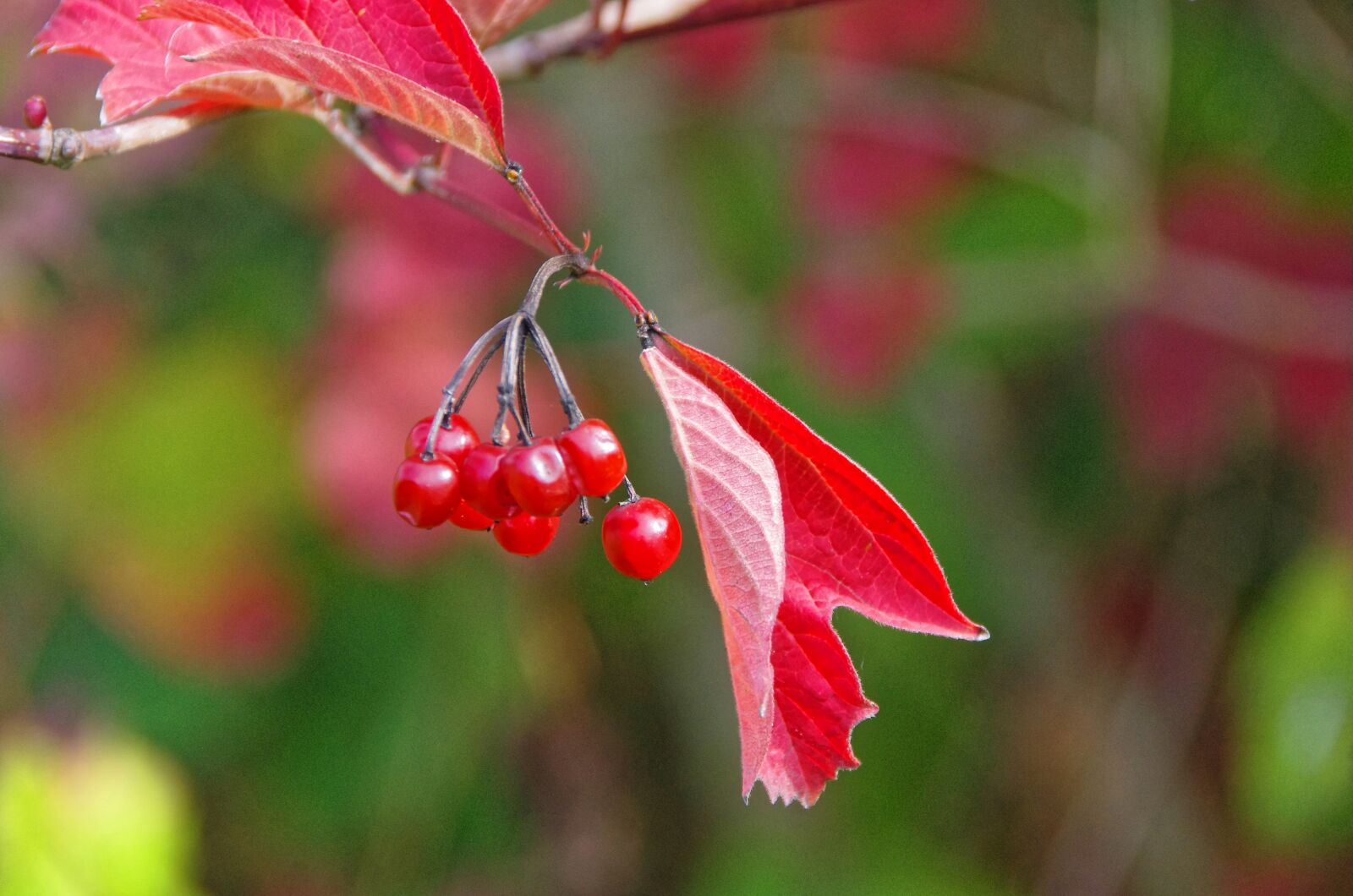 Pentax K-5 sample photo. Leaf, fall, viburnum photography