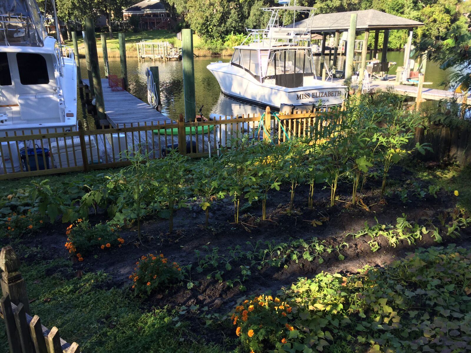 Apple iPhone 6 sample photo. Garden photography