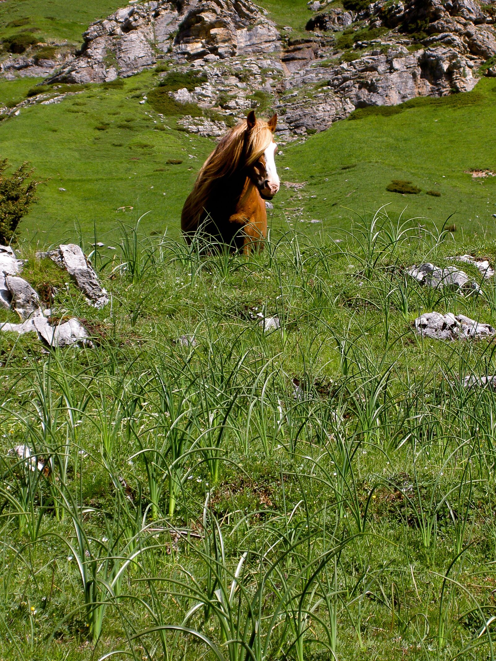 KONICA MINOLTA DiMAGE G600 sample photo. Horse, grass, prato photography