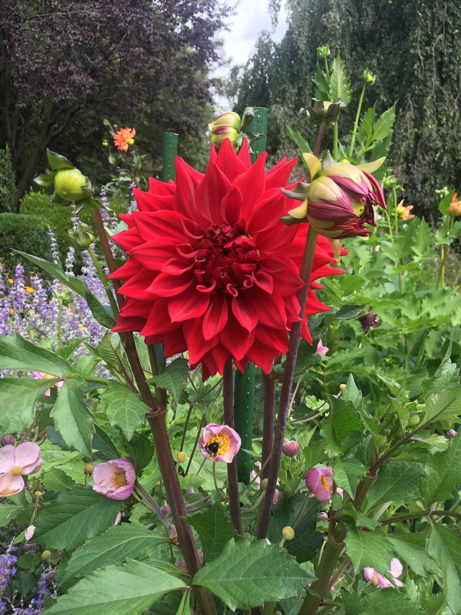 iPhone 6s back camera 4.15mm f/2.2 sample photo. Dahlia, flower, garden photography