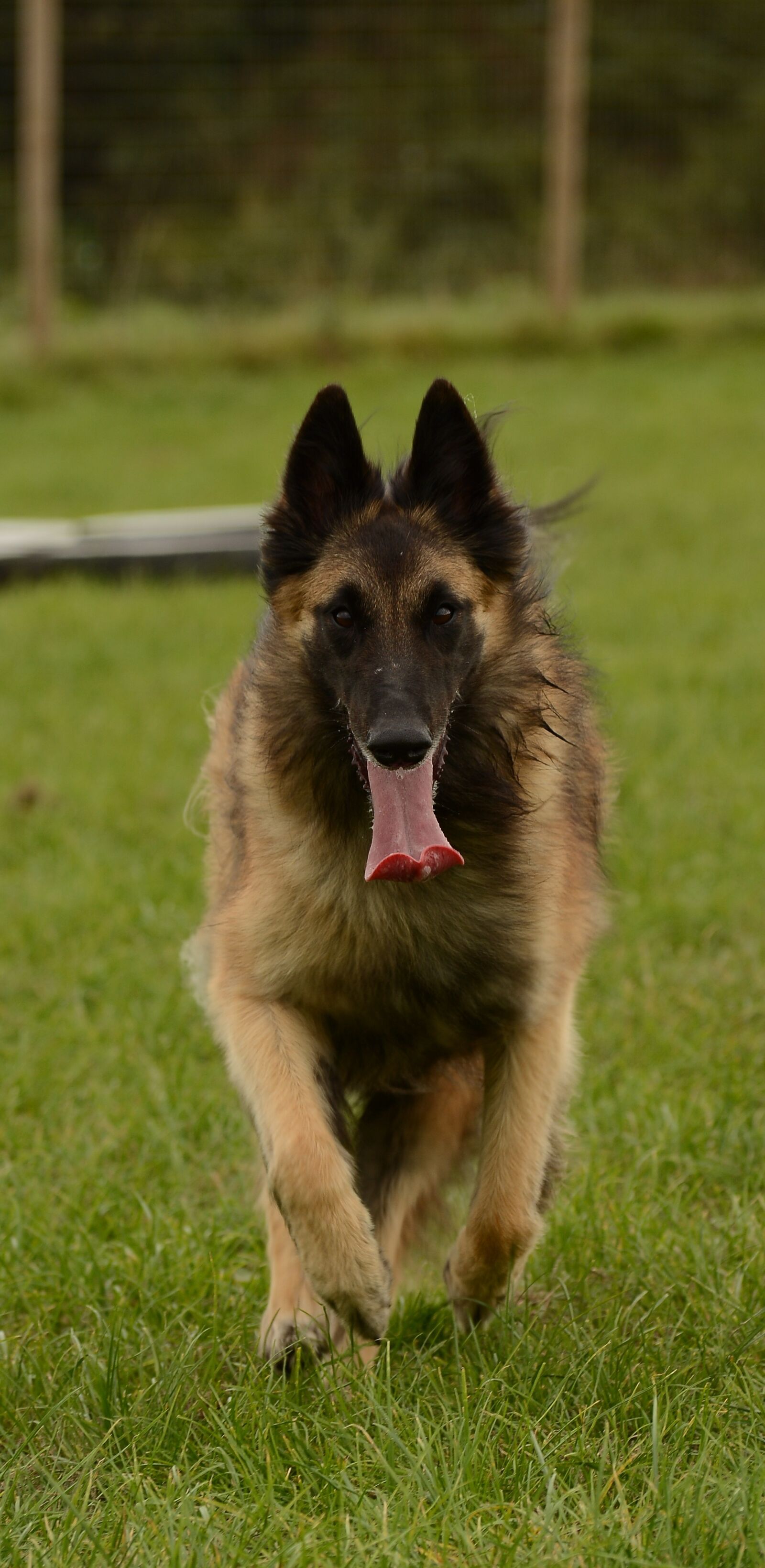 Nikon D7100 sample photo. Belgian, shepherd, tervuren photography