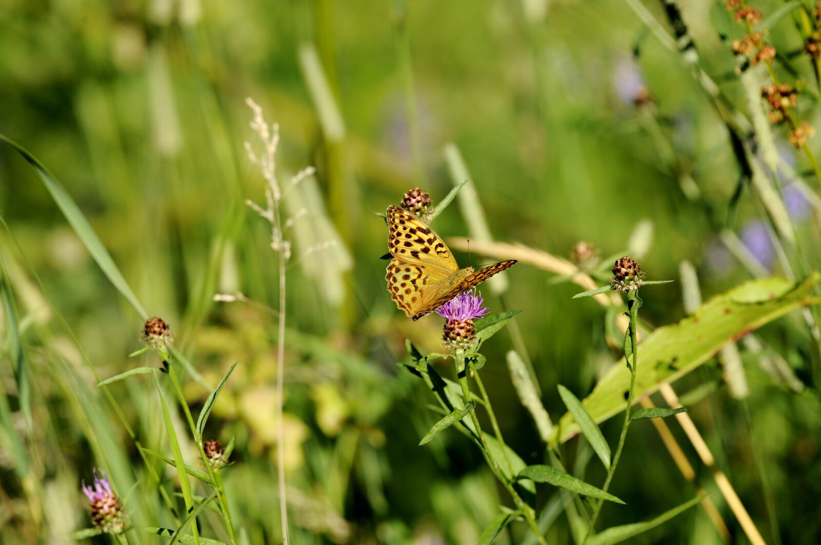 Nikon D700 sample photo. Butterfly, silver-washed fritillary butterfly photography