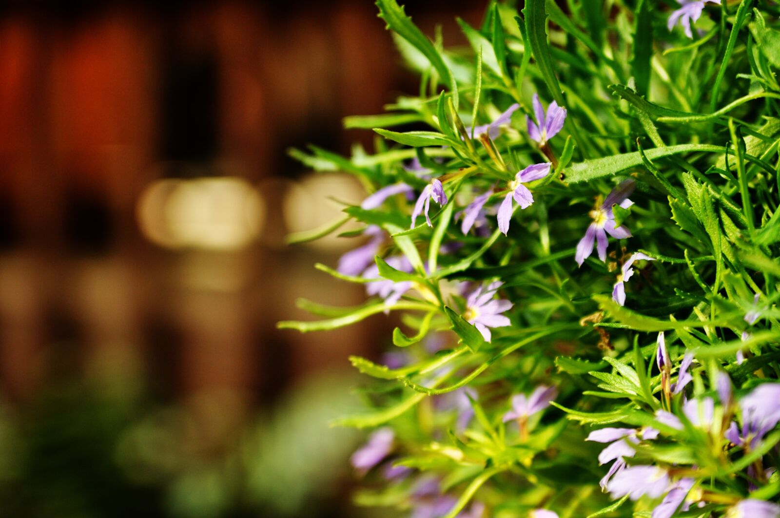 Nikon D90 sample photo. Flower, blossom, plant photography