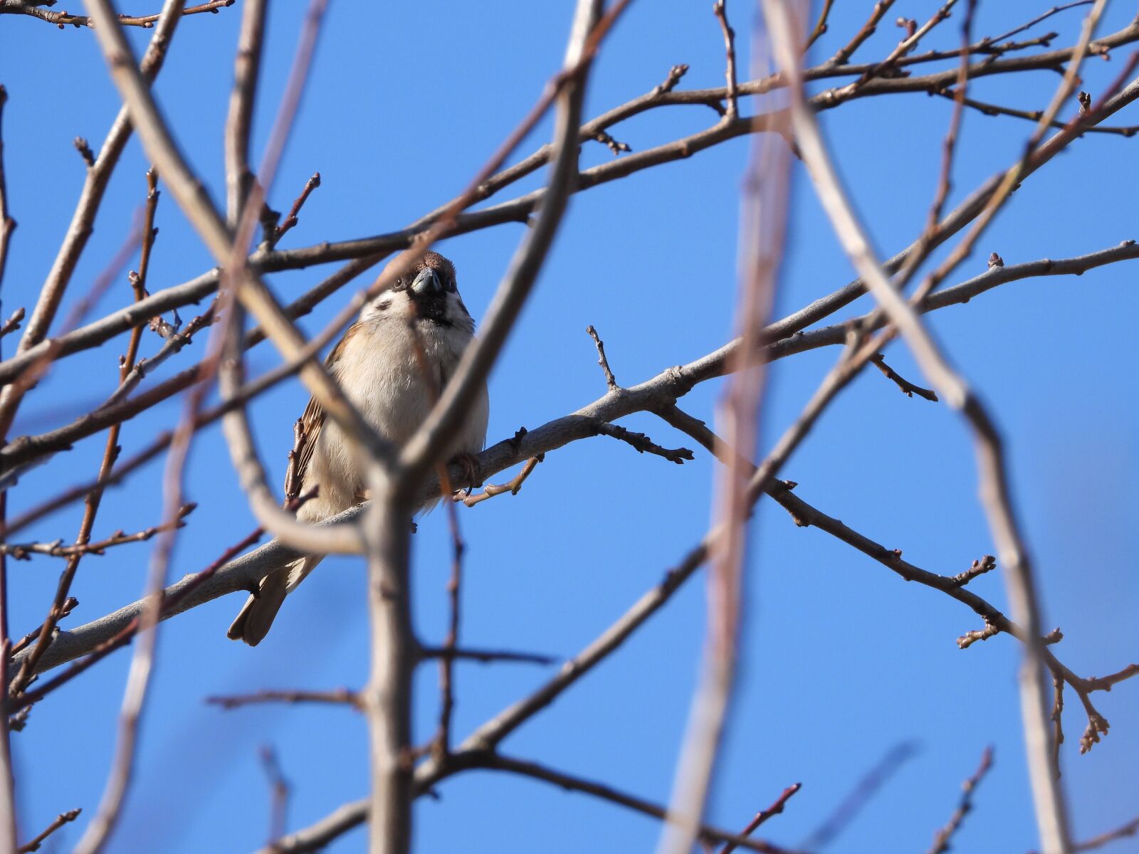 Nikon Coolpix P1000 sample photo. Birds, wr belek, the photography
