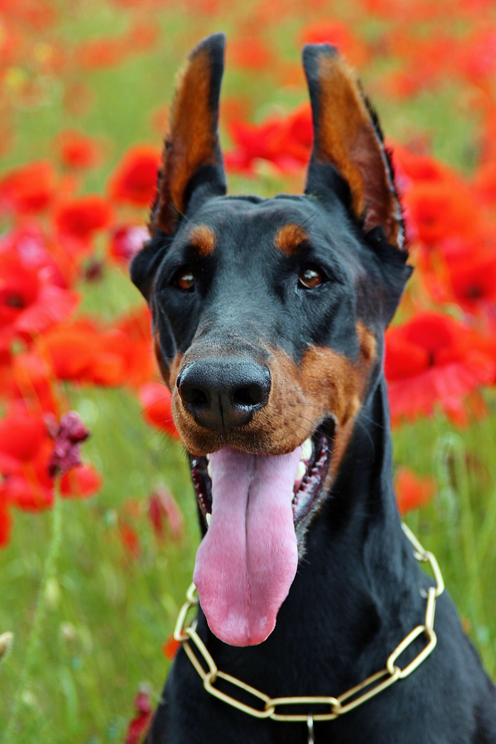 Canon EOS 600D (Rebel EOS T3i / EOS Kiss X5) sample photo. Doberman dog, portrait, language photography