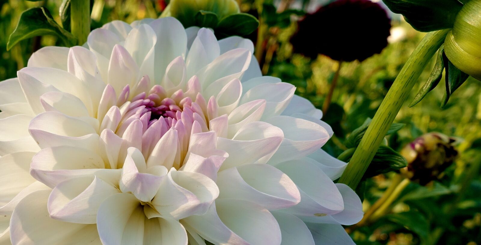 Sony DSC-RX100M5 sample photo. Dahlia, plant, flower photography