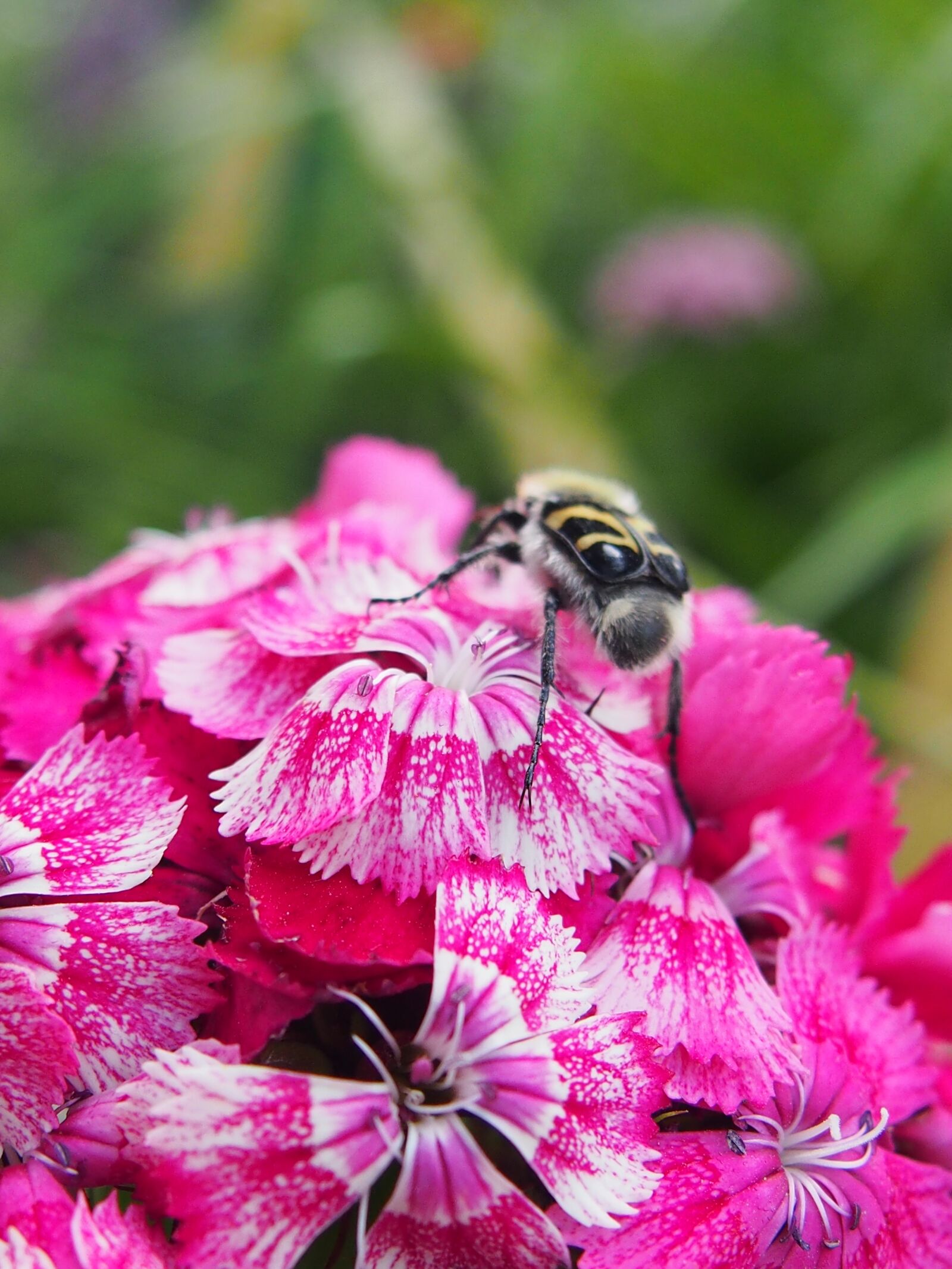 Olympus PEN E-PL6 sample photo. Flower, bumblebee, insect photography