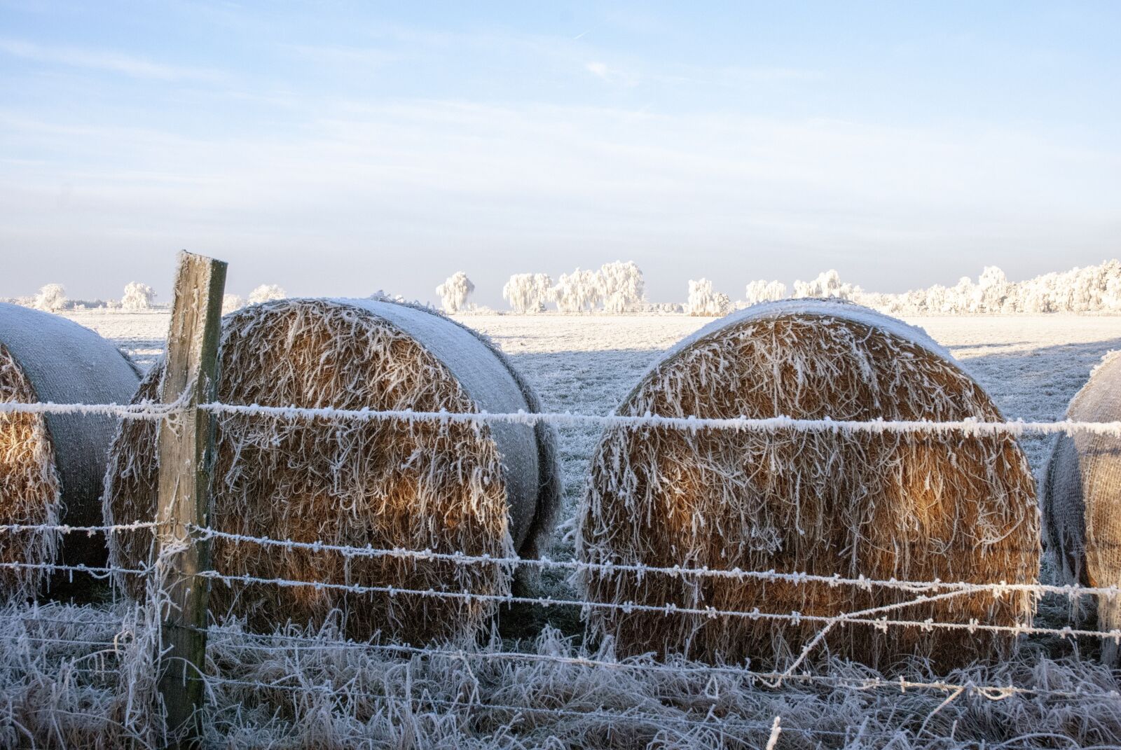 Nikon D80 sample photo. Hoarfrost, nature, sky photography