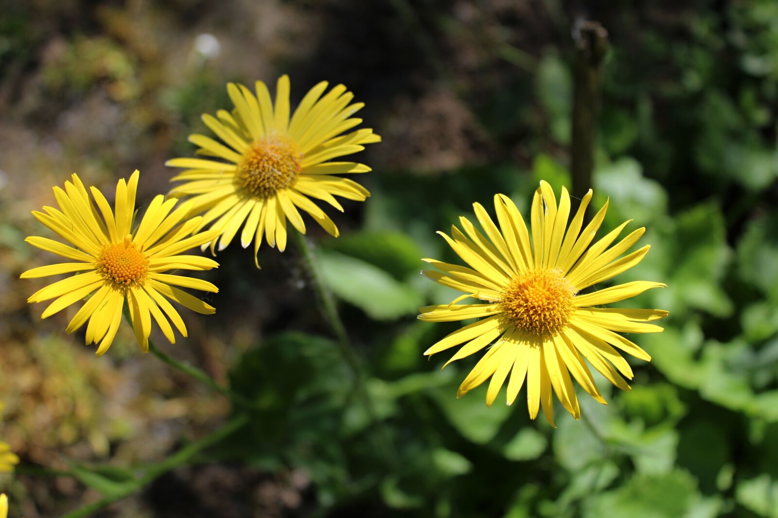 Canon EOS 1300D (EOS Rebel T6 / EOS Kiss X80) sample photo. Spring, garden photography