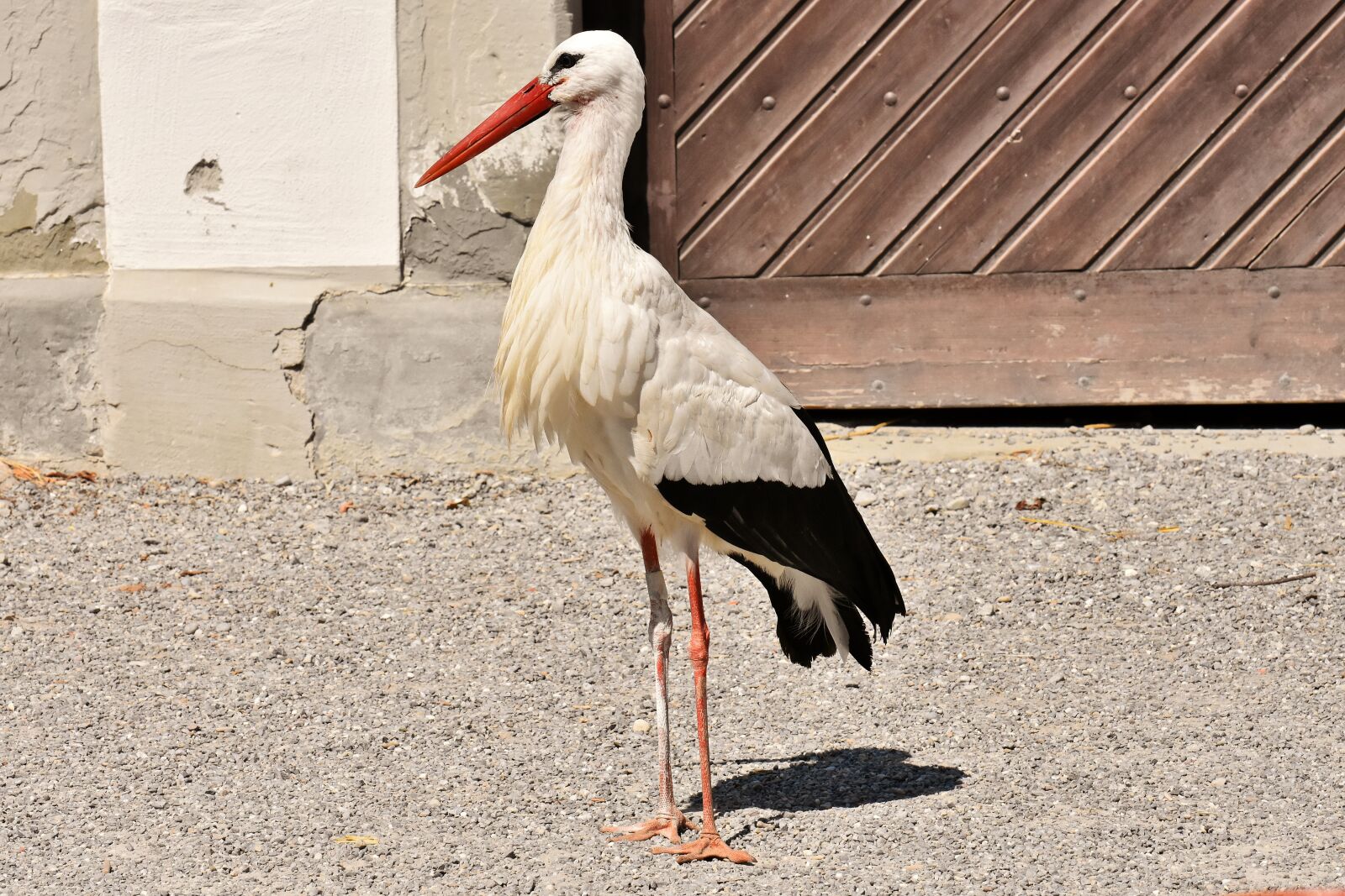 Nikon D7200 sample photo. Stork, wing, birds photography