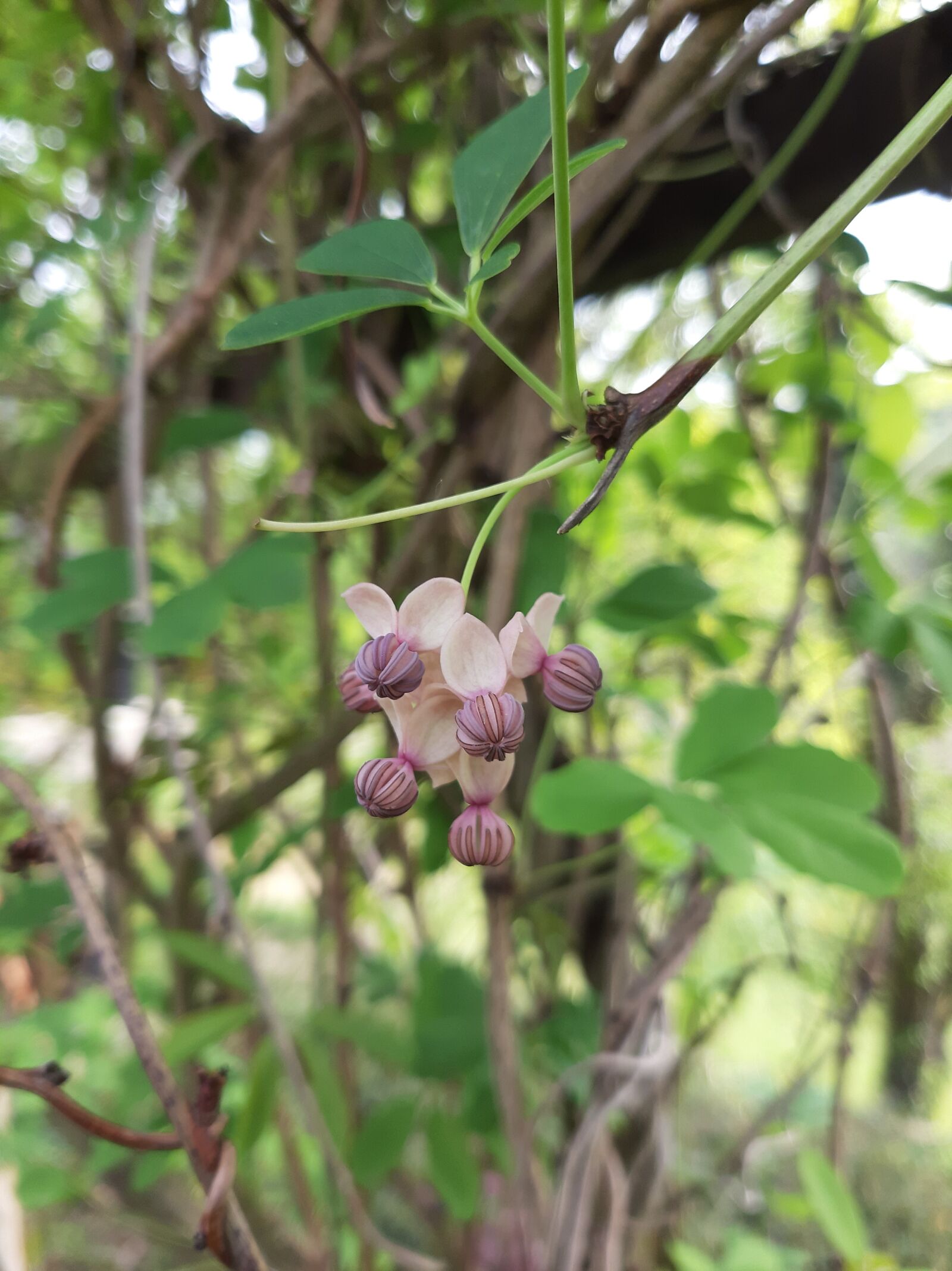 Samsung Galaxy A50 sample photo. Akebia, nature, flowers photography