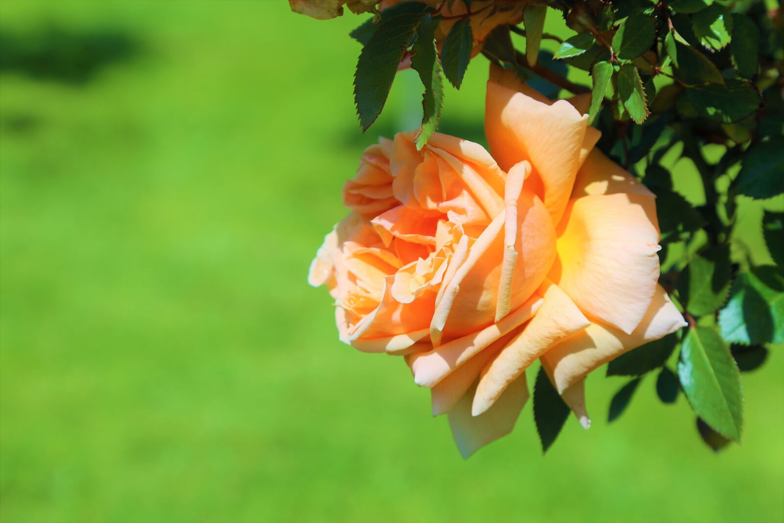 Canon EOS 5D Mark III sample photo. Rose, spring, nature photography