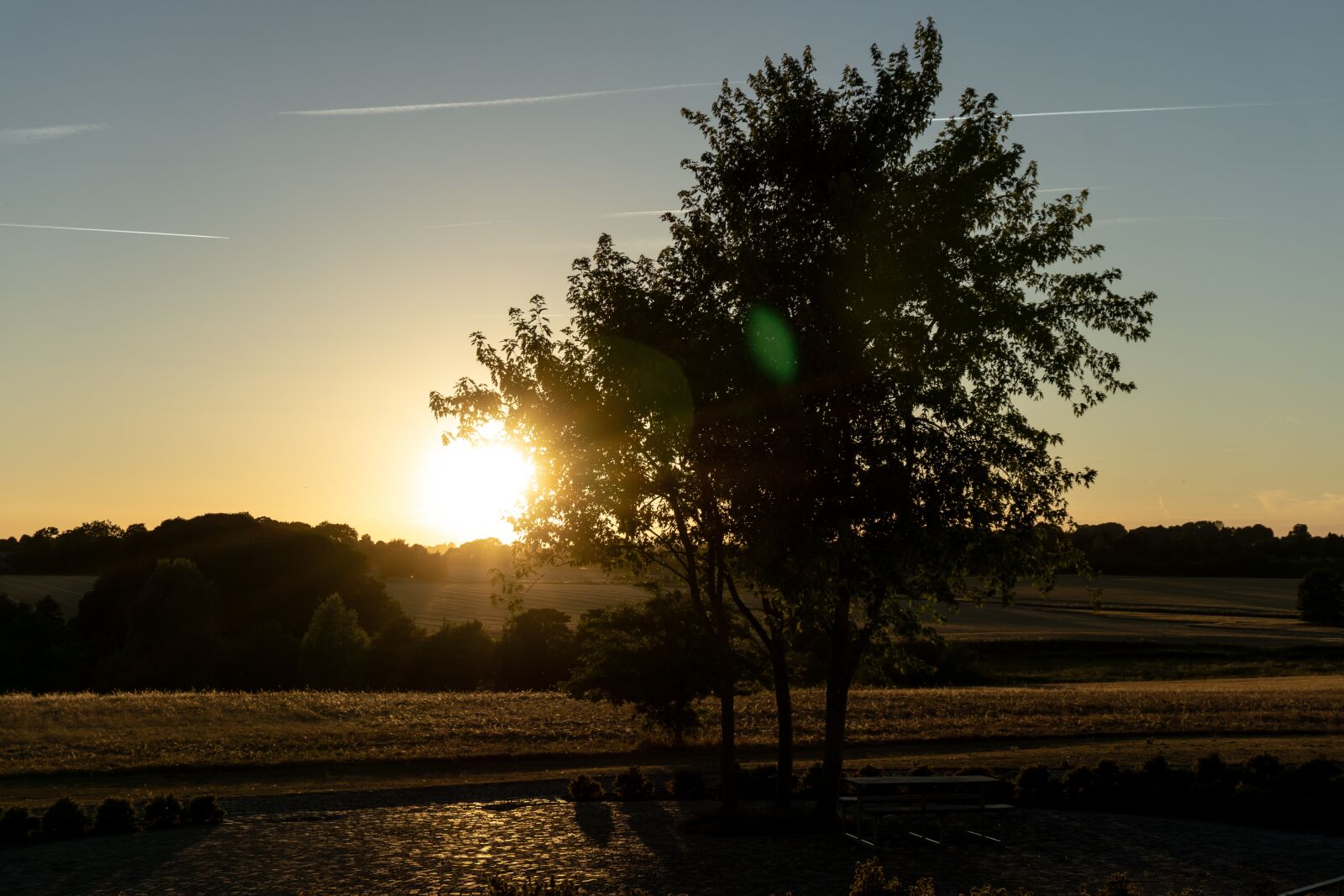 Sony a5100 sample photo. Tree, landscape, nature photography