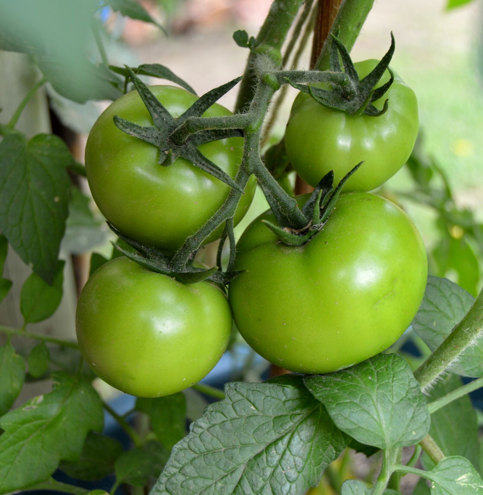 Nikon D3200 sample photo. Food, fruit, grow photography