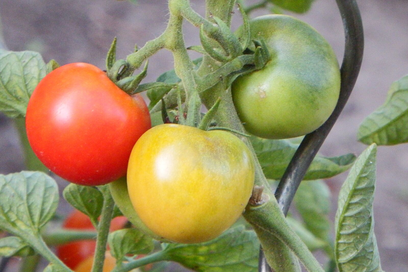 Fujifilm FinePix SL1000 sample photo. Tomatoes, red, vegetables photography