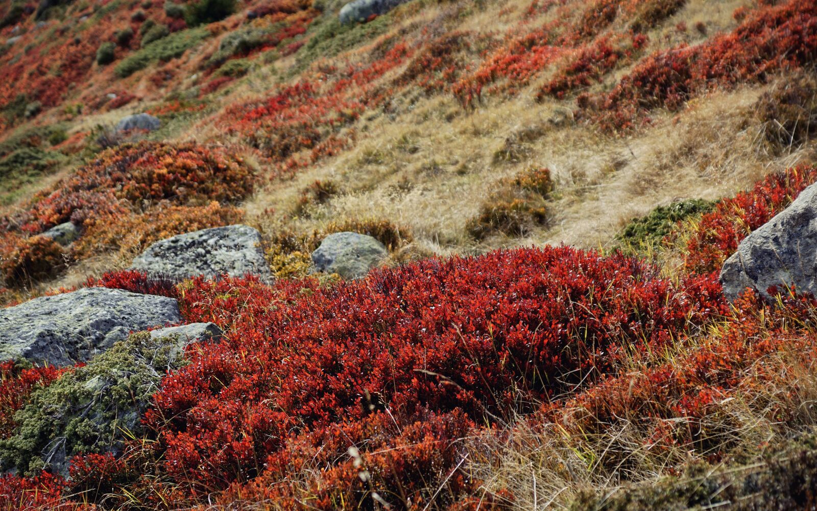 Sony ILCA-77M2 sample photo. Bushes, grass, landscape photography