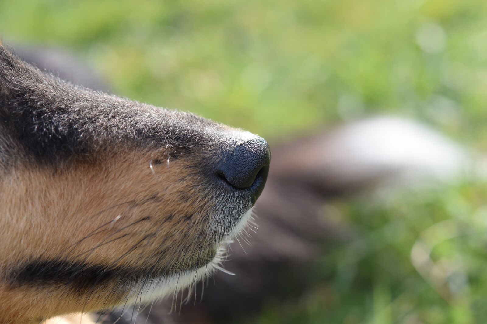 Nikon D5600 sample photo. Dog, nose dog, black photography