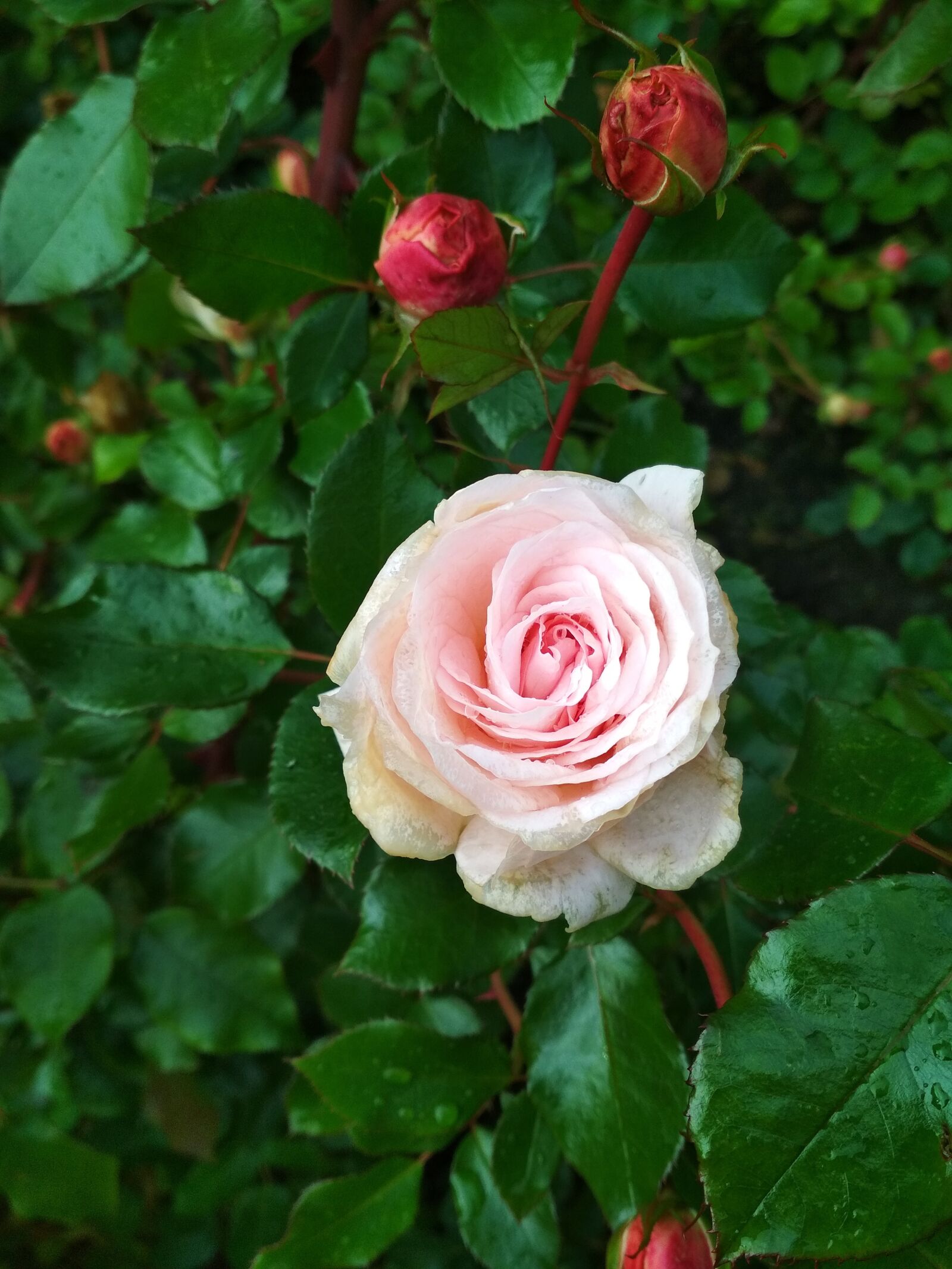 Xiaomi Redmi 4X sample photo. Rose, plant, bud photography