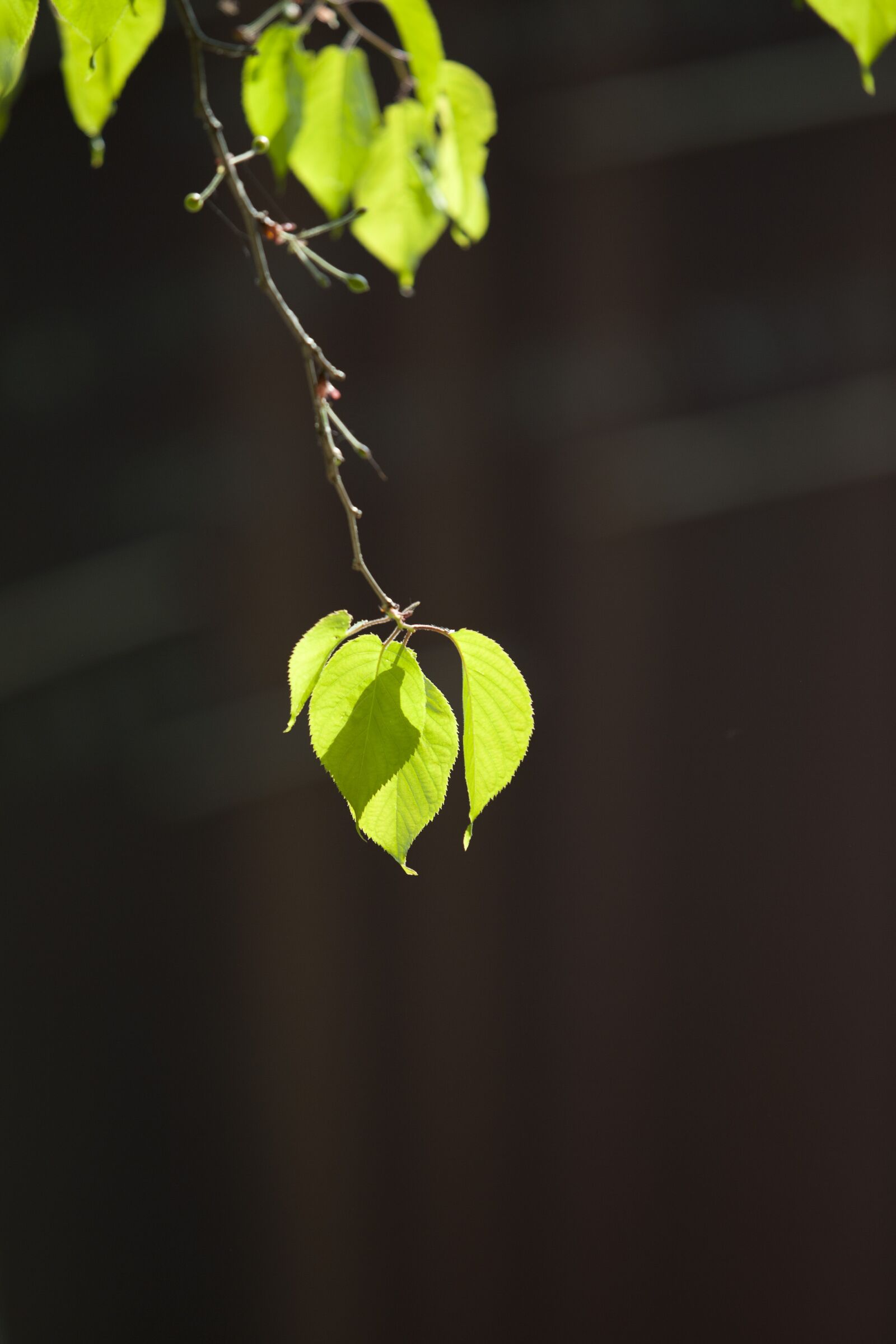 Canon EOS 5D sample photo. Nature, wood, backlight photography