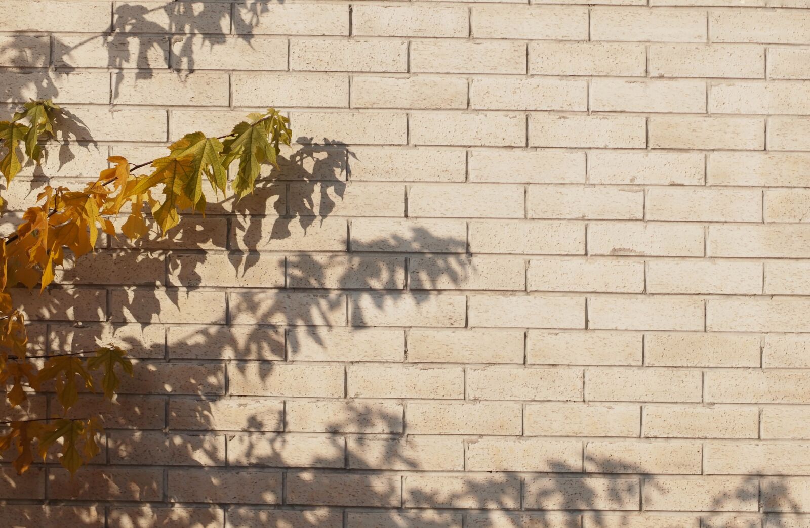 XIAOYI 42.5mm F1.8 sample photo. Wall, bricks, plants photography