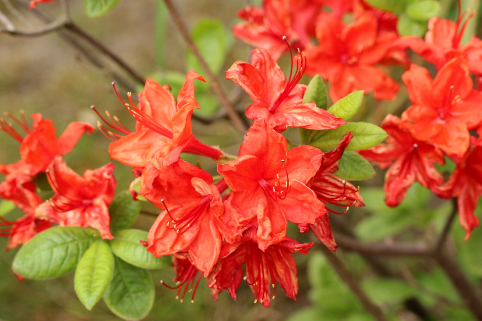 Canon EOS 1200D (EOS Rebel T5 / EOS Kiss X70 / EOS Hi) sample photo. Rhododendron, azalea, red photography