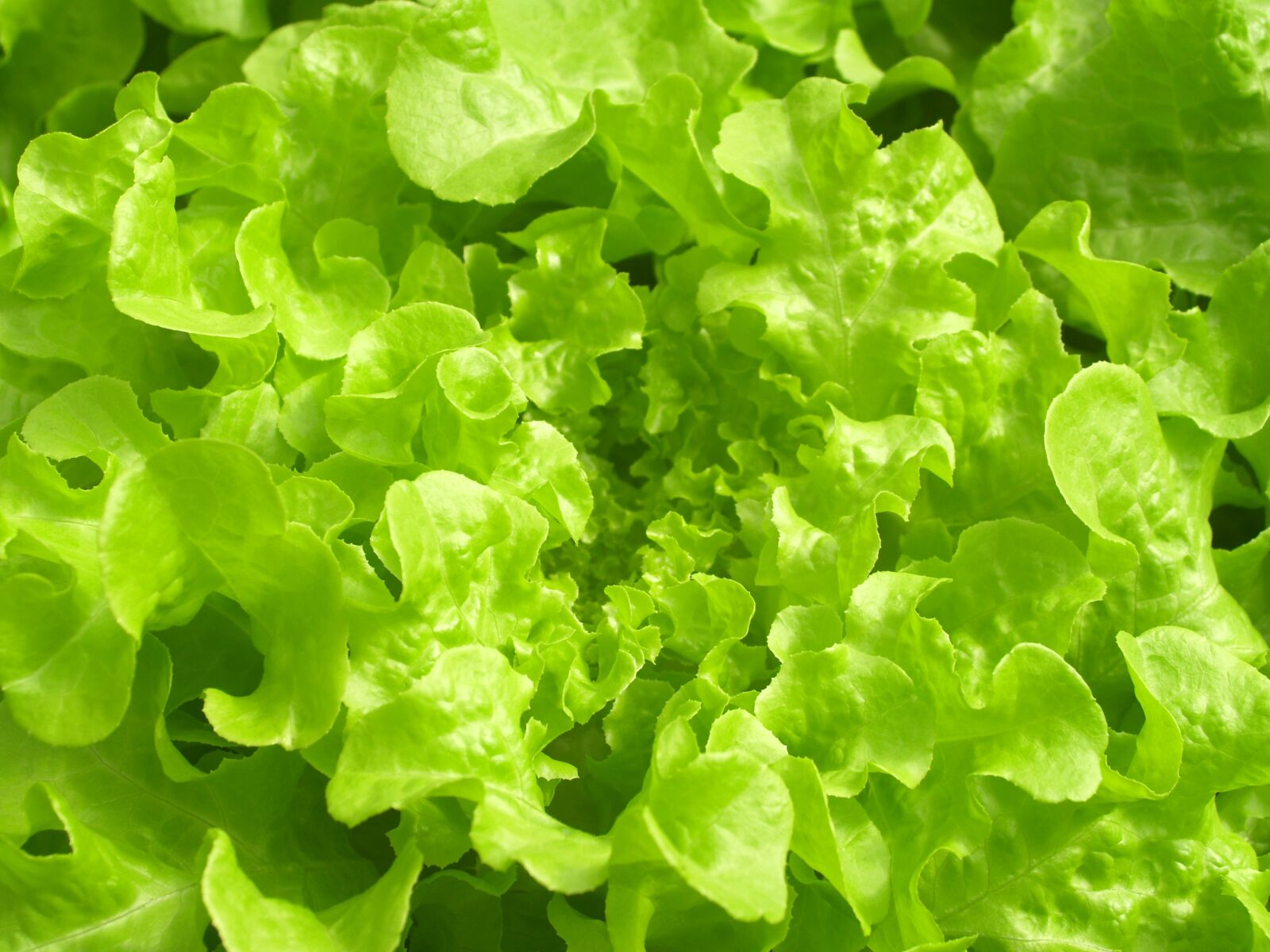 Olympus E-300 (EVOLT E-300) sample photo. Farm, market, hydroponic photography