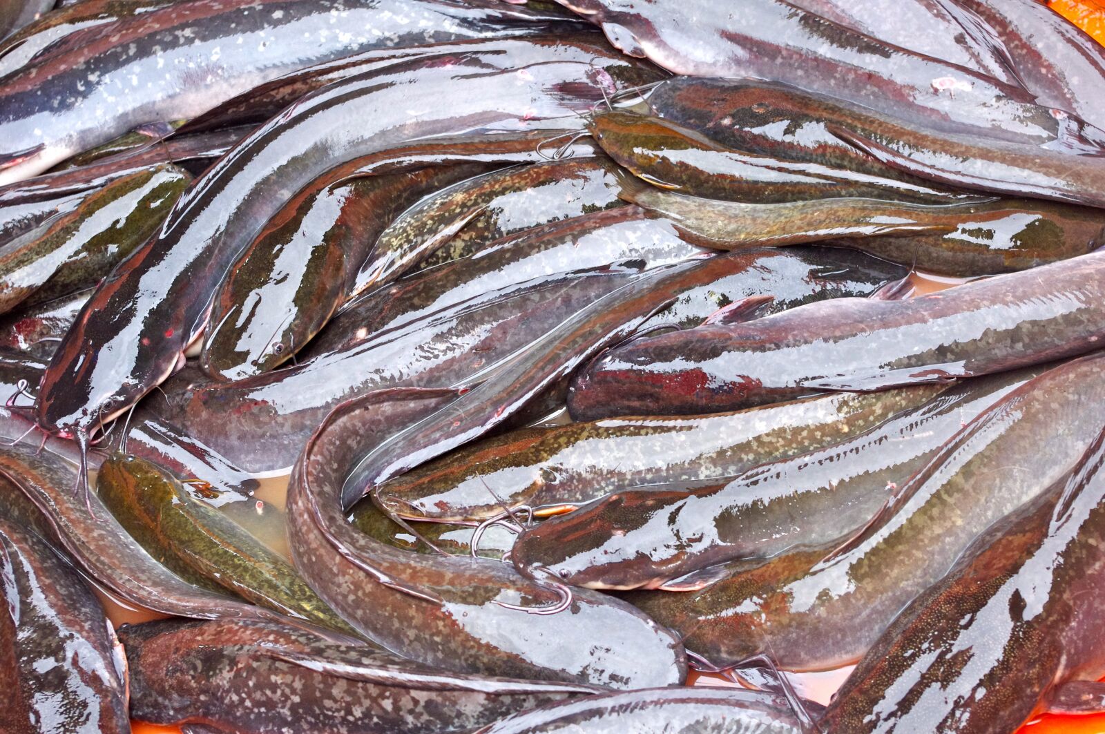 Pentax K-r sample photo. Live fish, thailand, thailand-market photography