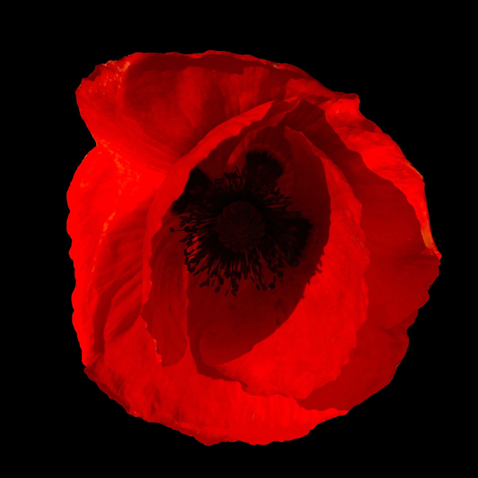 Canon EOS 7D sample photo. Poppy, flower, spain photography