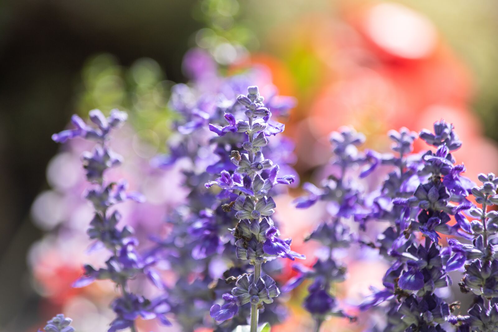 Canon EF 70-300mm F4-5.6 IS USM sample photo. Lavender, flower, plant photography