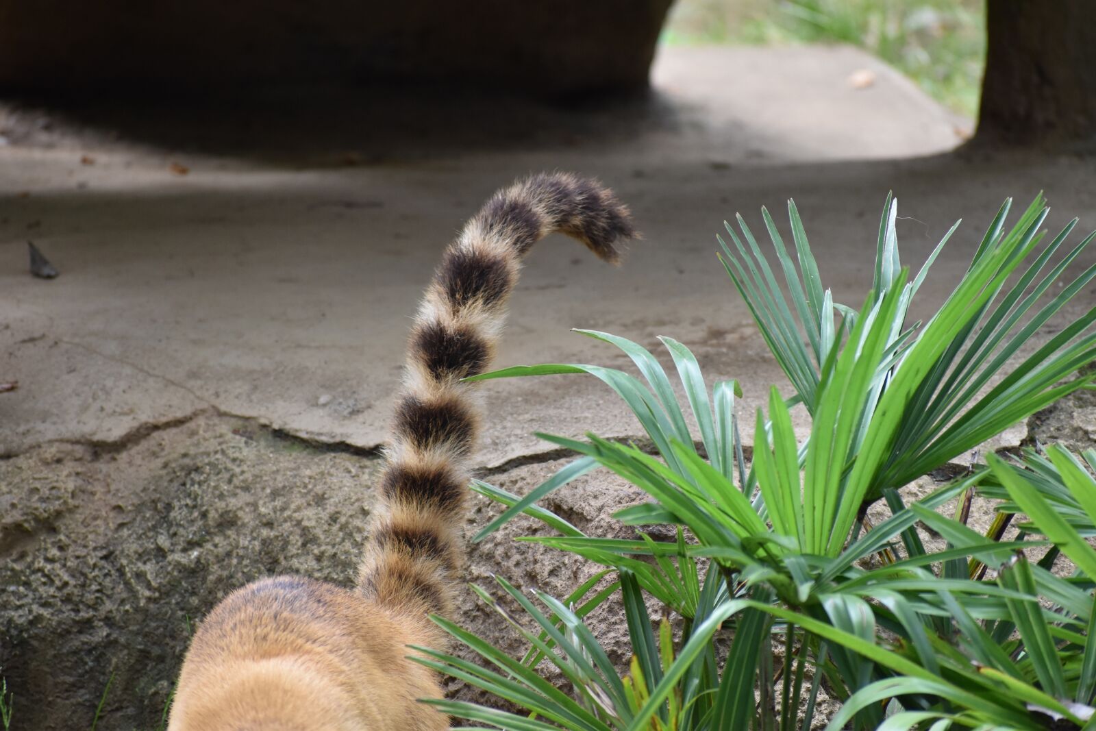 Nikon D5600 sample photo. Tail, animal, zoo photography