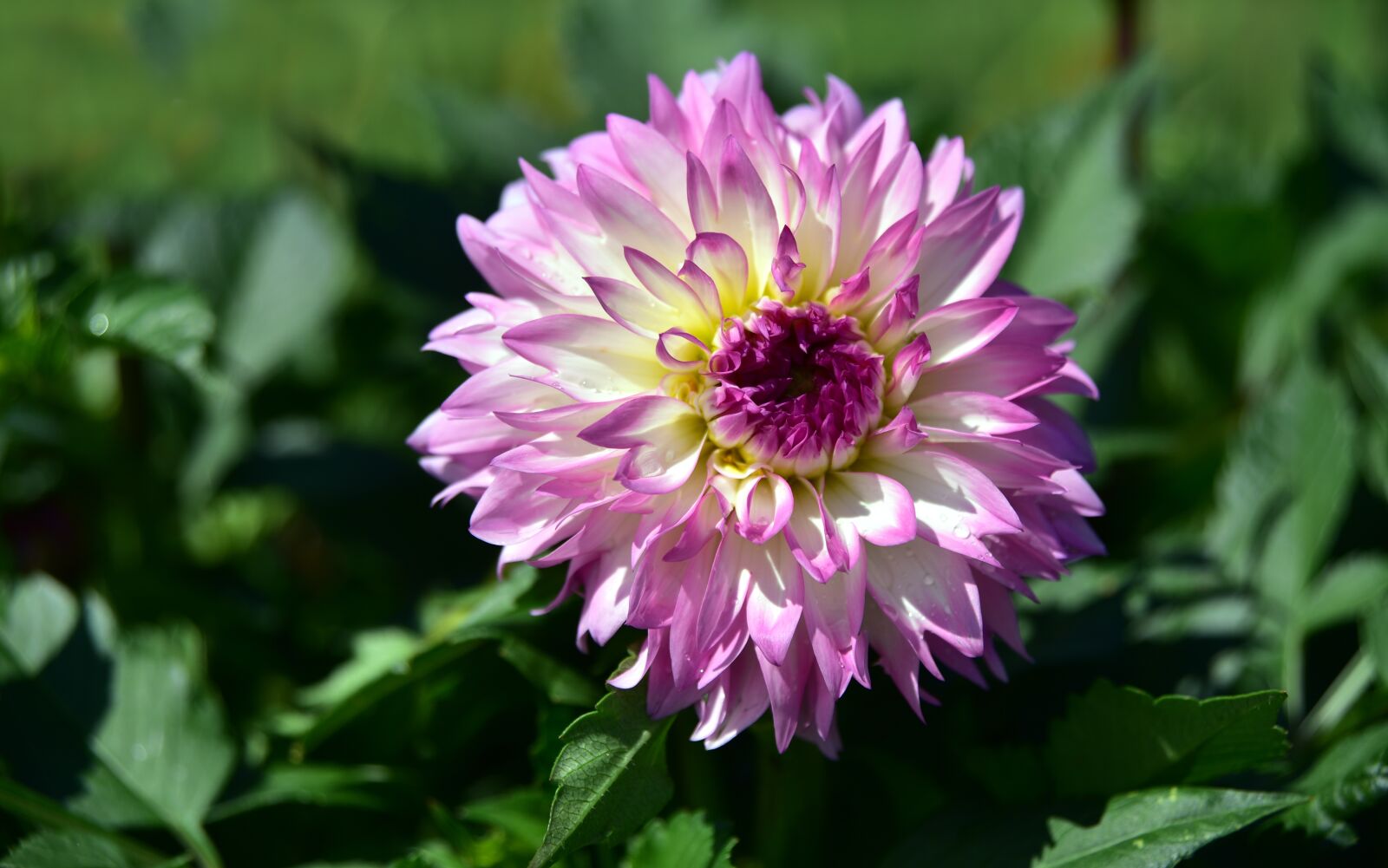 Nikon D750 sample photo. Dahlia, bloom, blossom photography