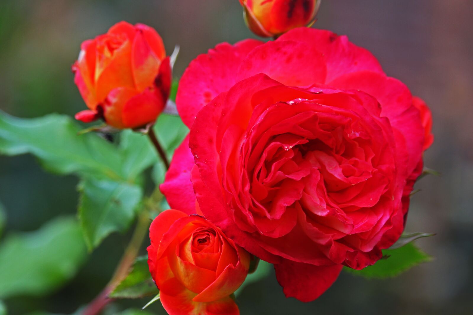 Canon EF-S 55-250mm F4-5.6 IS STM sample photo. Rose, fairy tale rose photography