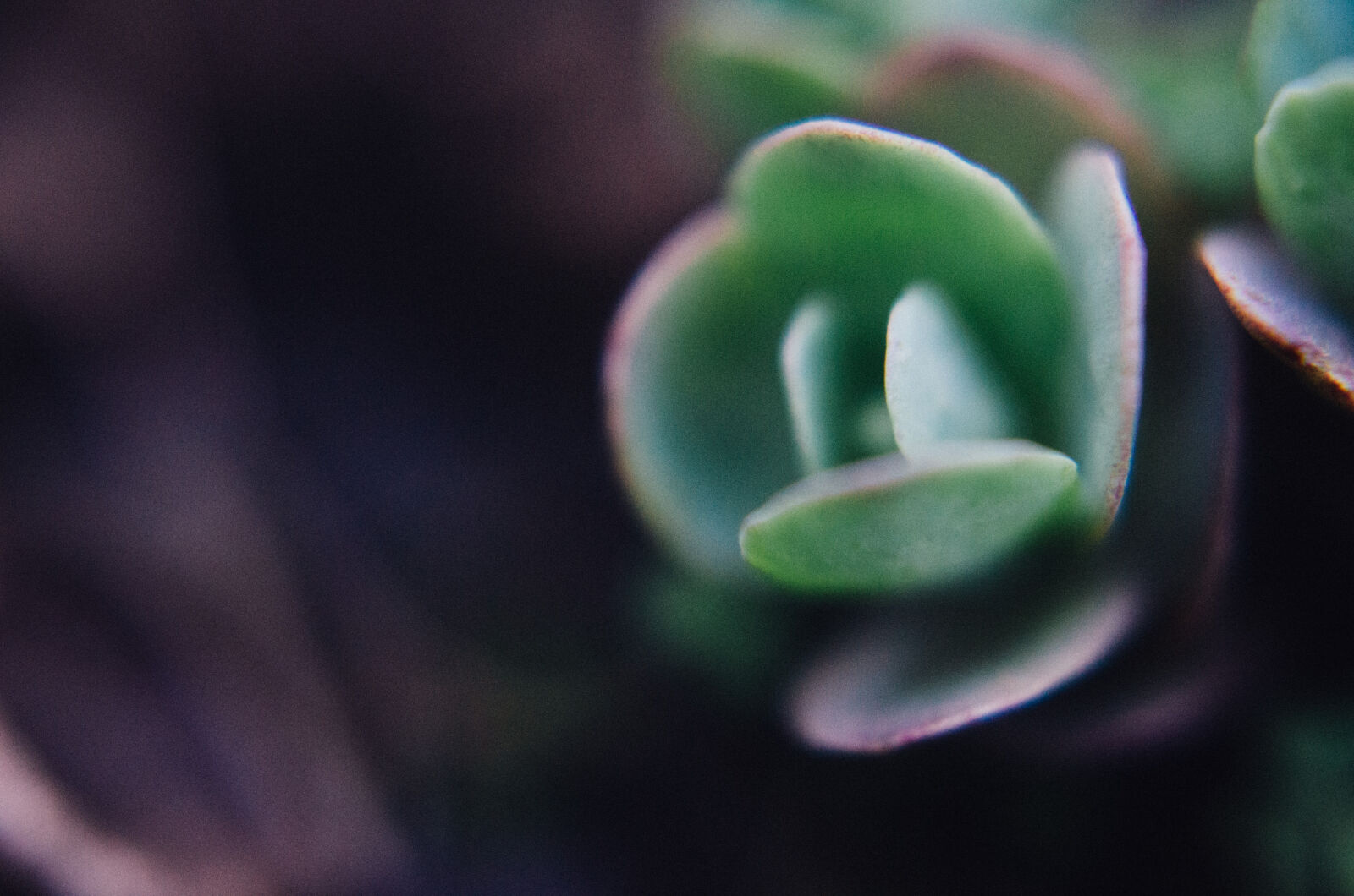 Nikon D5100 + Nikon AF-S DX Nikkor 35mm F1.8G sample photo. Flower, forest, green, green photography
