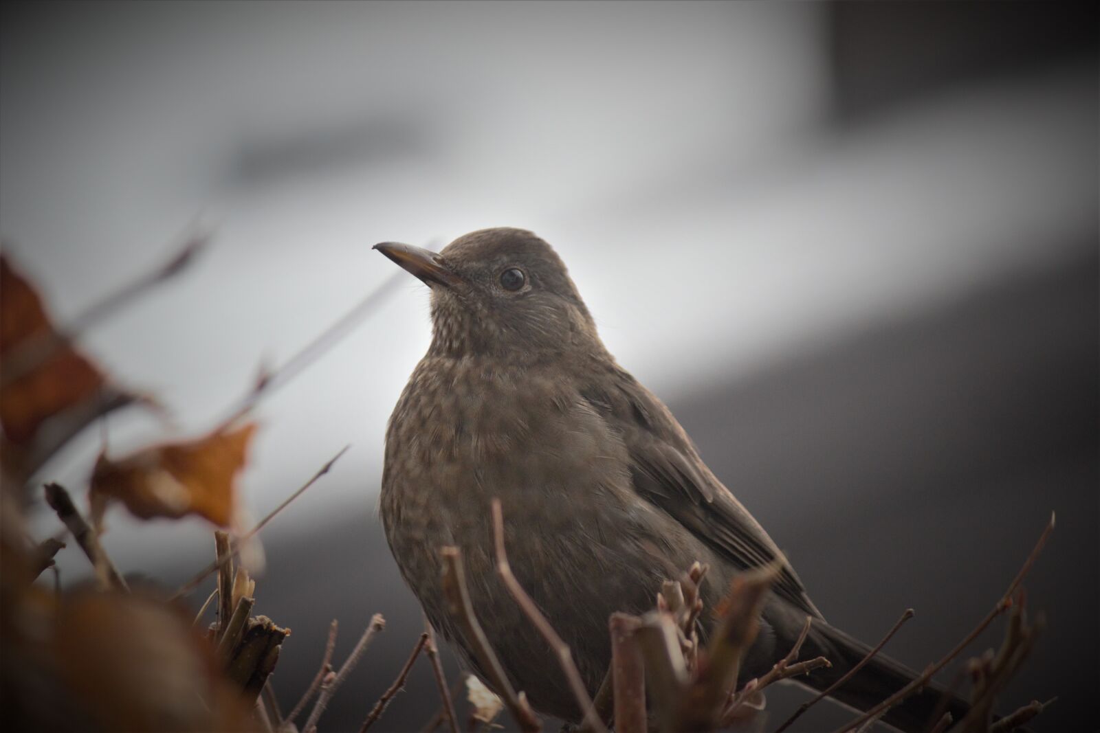 Canon EOS 600D (Rebel EOS T3i / EOS Kiss X5) sample photo. Animal world, nature, bird photography