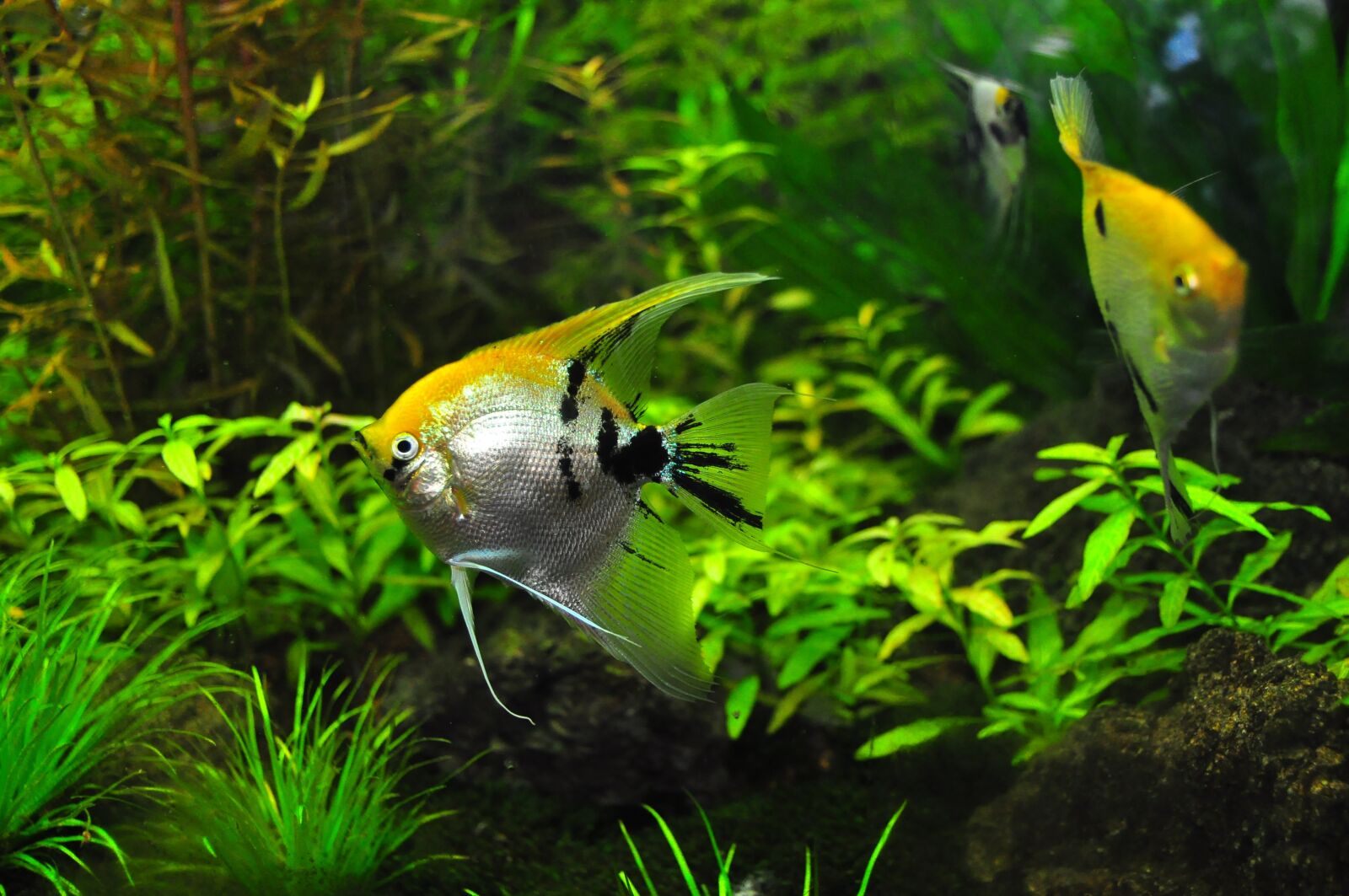 Nikon D90 sample photo. Fish, tank, aqua photography