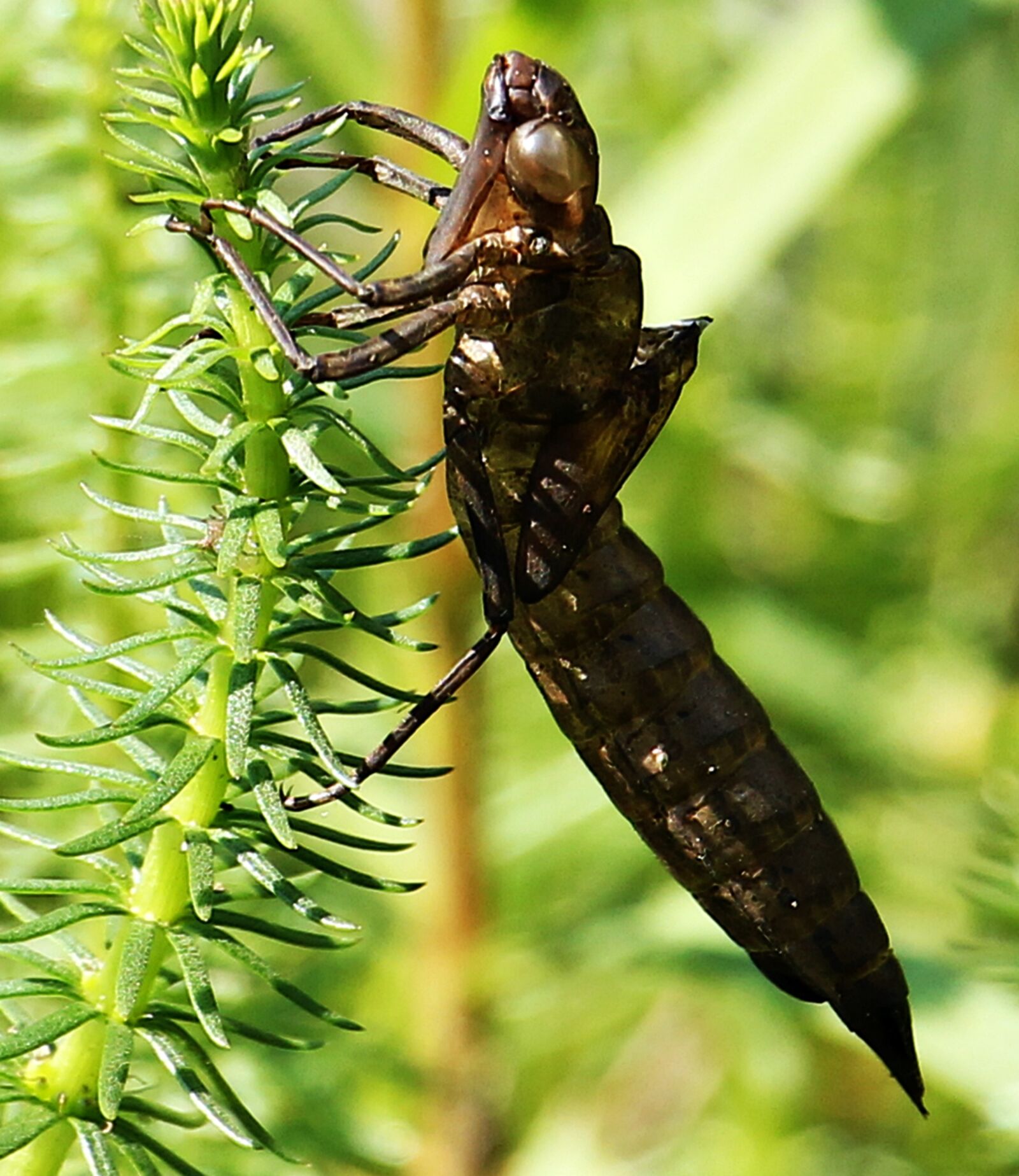 Canon EOS 550D (EOS Rebel T2i / EOS Kiss X4) sample photo. Dragonfly, dragonfly cocoon, cocoon photography