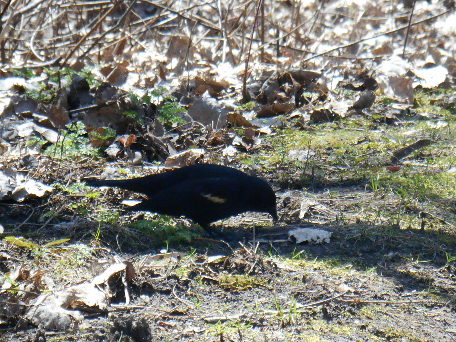 Nikon Coolpix S3500 sample photo. Oiseau photography