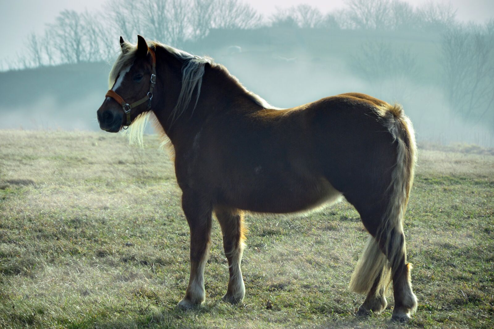 Nikon D3200 sample photo. Horse, cold blooded animals photography