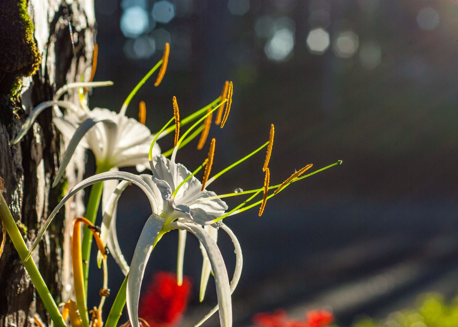 Nikon D80 sample photo. Beautiful light, beautiful flowers photography