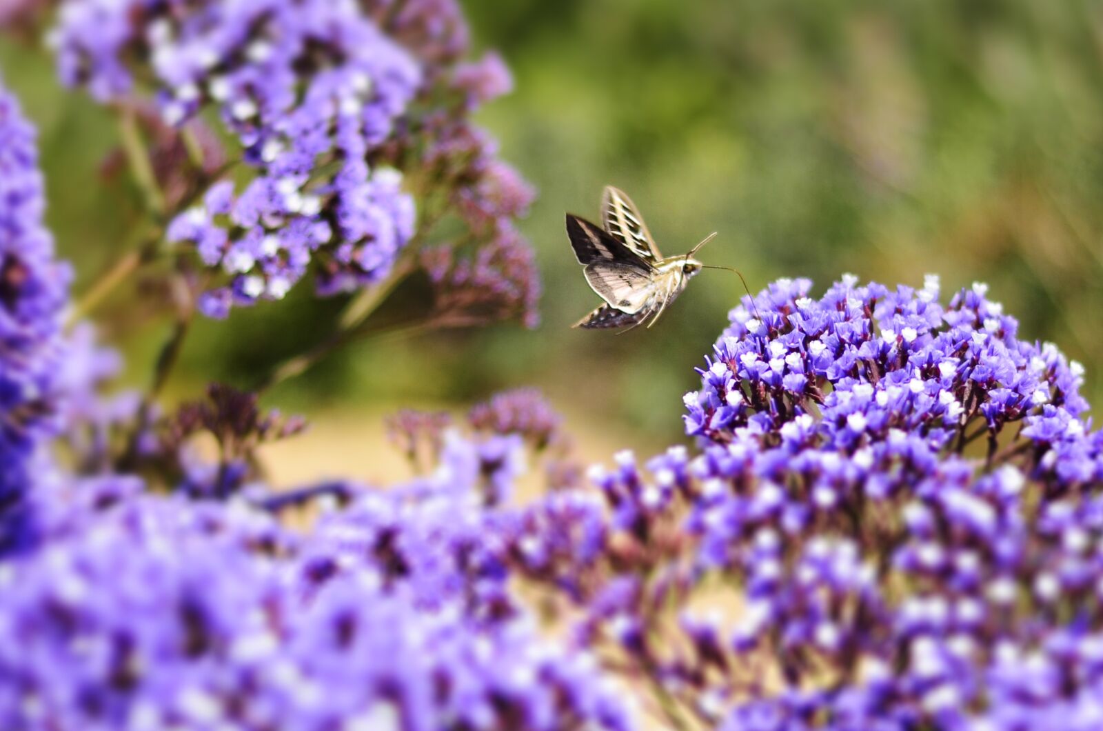 Nikon D7000 sample photo. Usa, california, san diego photography