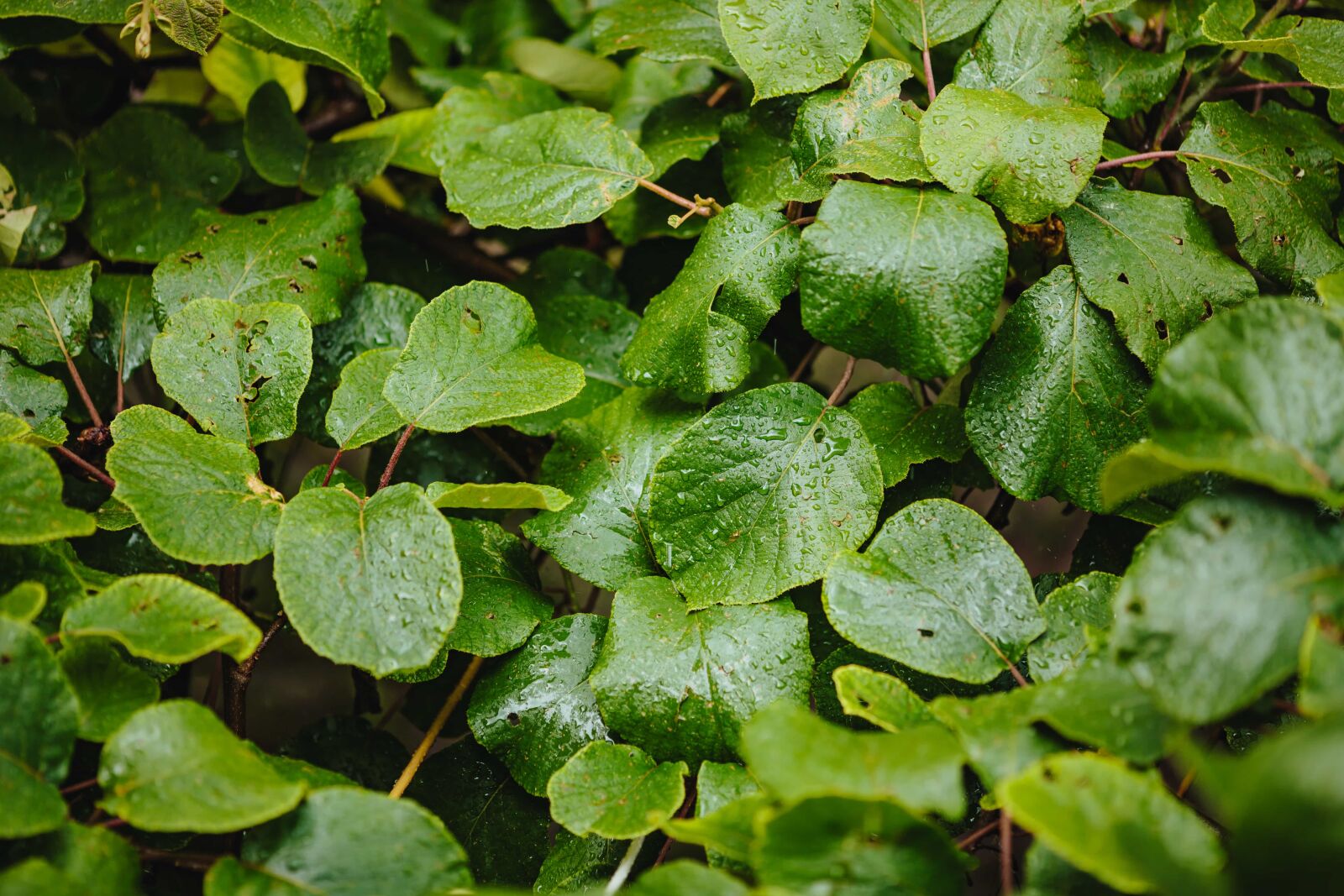 Canon EF 135mm F2L USM sample photo. Green, green grass, green photography