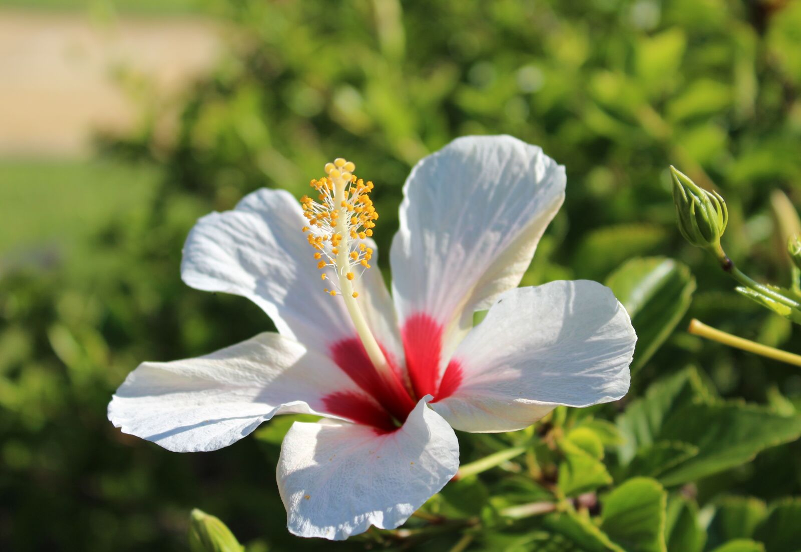 Canon EOS 1200D (EOS Rebel T5 / EOS Kiss X70 / EOS Hi) sample photo. Nature, flower, plant photography