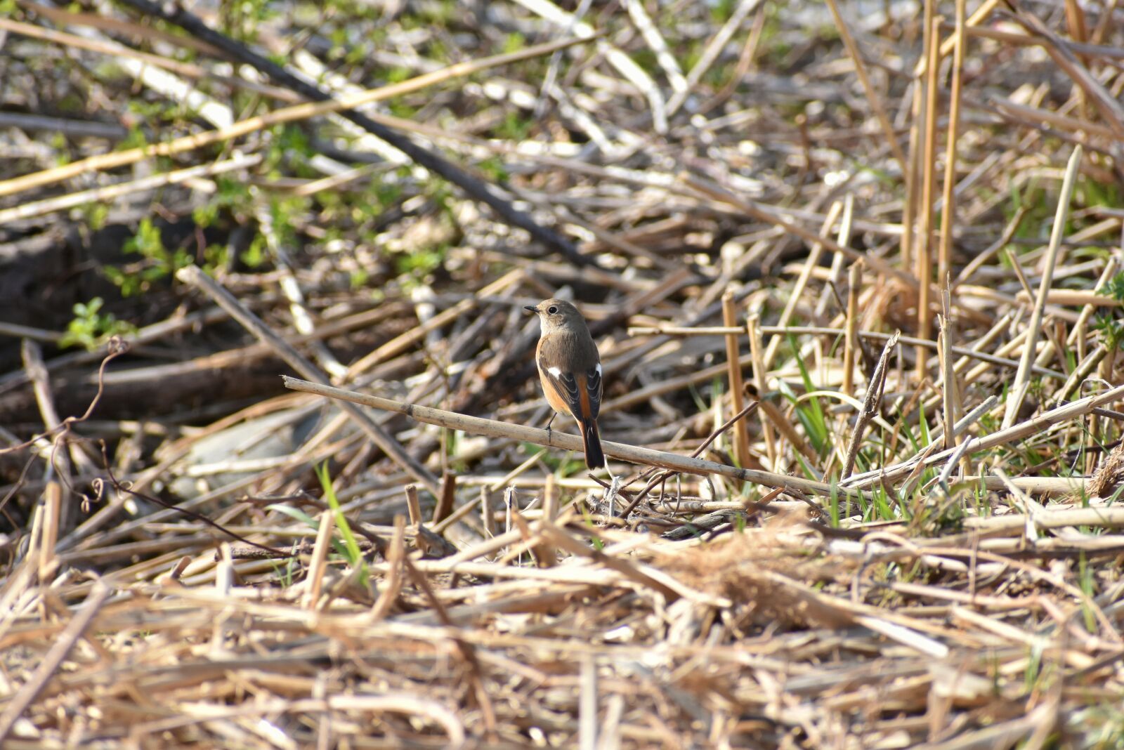 Nikon D7200 sample photo. Animal, park, grass photography